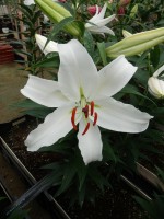 [5366 Constanta VZ No02.JPG]